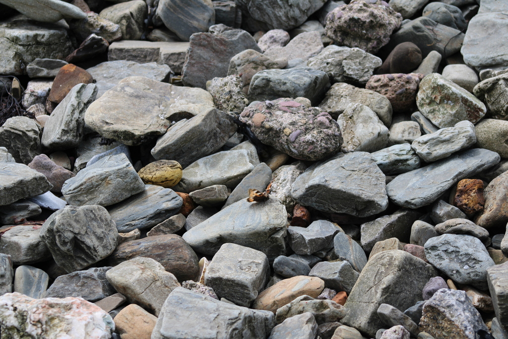 Tortoise Shell Rock Small Tortoiseshell from Cork, IE on May 4, 2024 at 11:24 AM by Luca ...