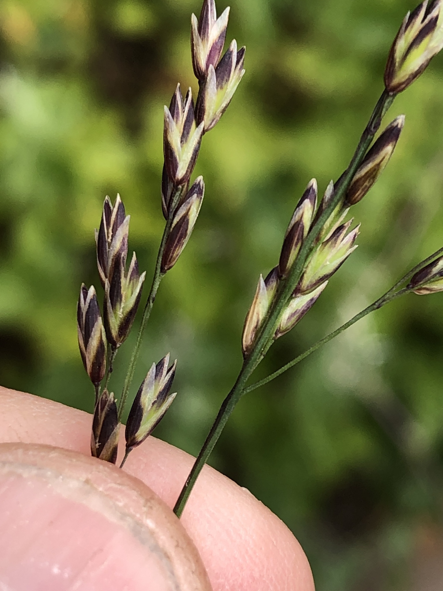 Melica imperfecta
