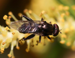 Chalcosyrphus