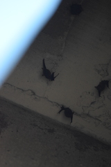 Balantiopteryx plicata
