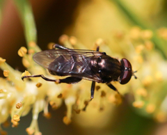 Chalcosyrphus