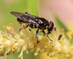 Chalcosyrphus
