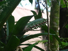 Aechmea nudicaulis image