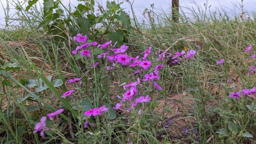 Phlox drummondii