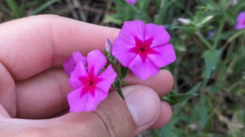 Phlox drummondii