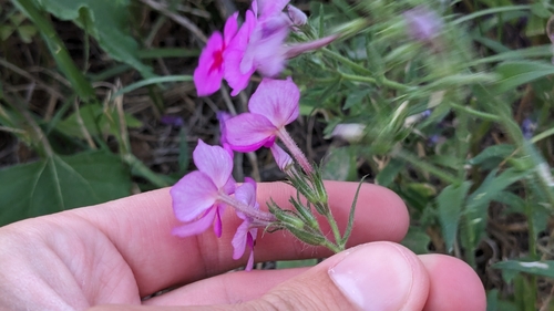 Phlox drummondii