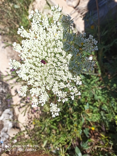 wild carrot