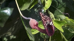 Aristolochia taliscana
