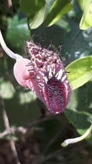Aristolochia taliscana