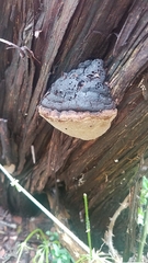 Pyrofomes juniperinus