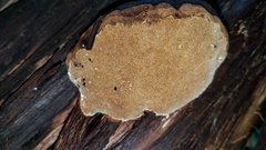 Pyrofomes juniperinus