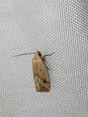 Micrathetis tecnion