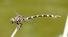 Phyllogomphoides stigmatus