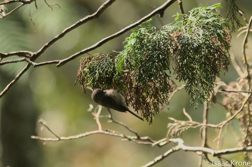 Pygmy Bushtit (Aegithalos exilis), photo 3
