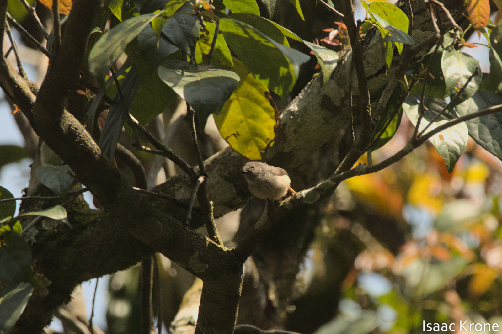 Pygmy Bushtit
