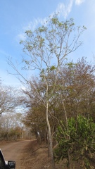 Thouinidium decandrum