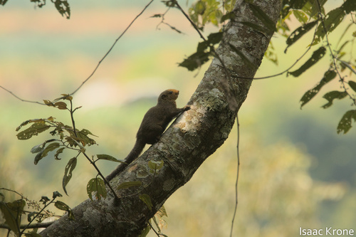Black-striped Squirrel