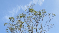 Thouinidium decandrum