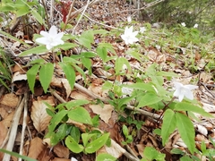 Anemonoides trifolia