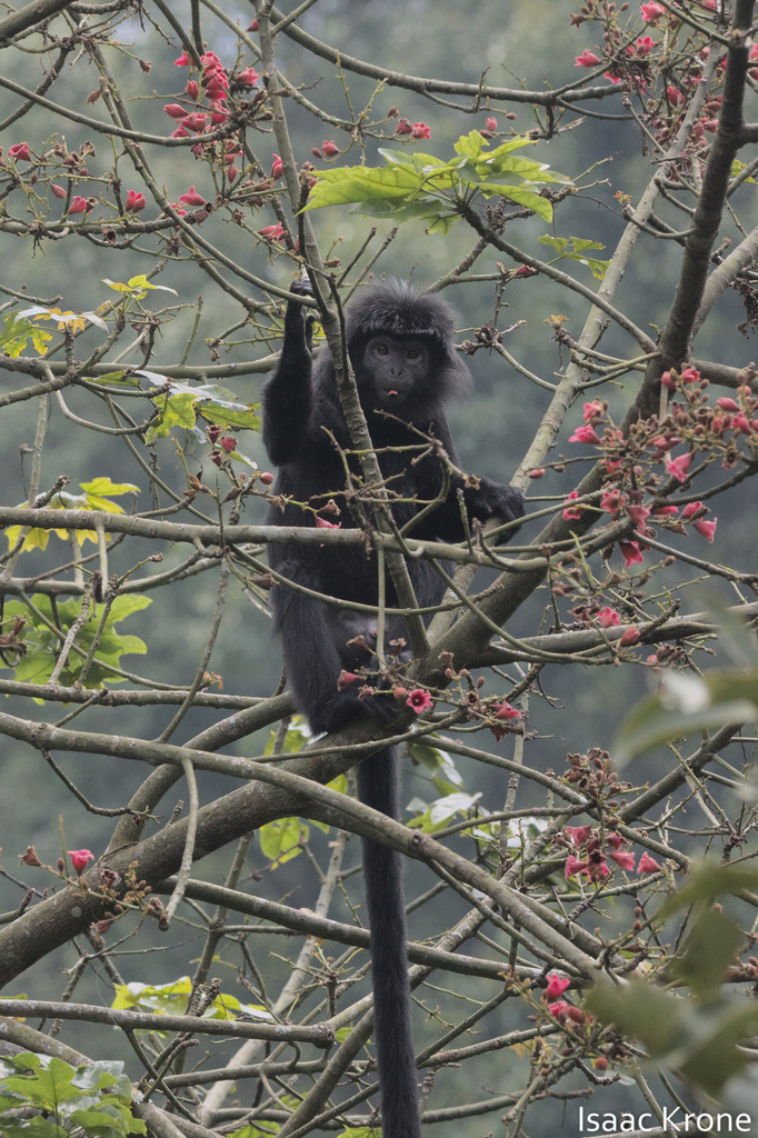Spangled Ebony Langur