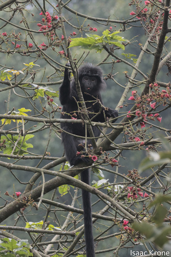 Spangled Ebony Langur