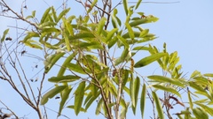 Thouinidium decandrum