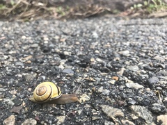 Cepaea nemoralis