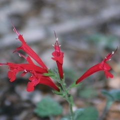 Salvia roemeriana