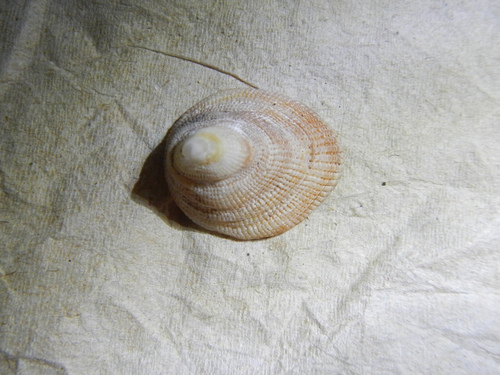 Pilosabia trigona