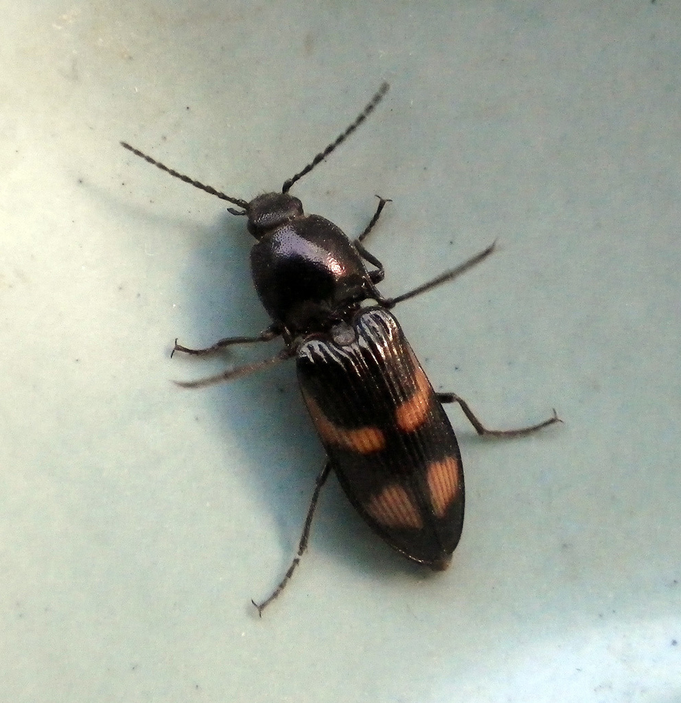 Selatosomus suckleyi