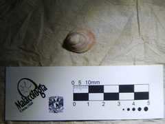 Pilosabia trigona