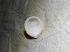 Pilosabia trigona