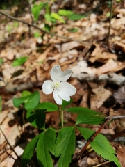 Anemonoides quinquefolia