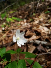 Anemonoides quinquefolia