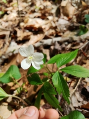 Anemonoides quinquefolia