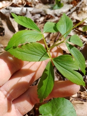 Anemonoides quinquefolia