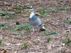 Columba livia