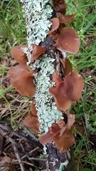 Auricularia angiospermarum