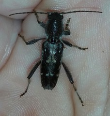 Xylotrechus sagittatus
