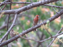 Haemorhous mexicanus