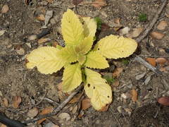 Eriodictyon crassifolium