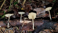 Gerronema subclavatum