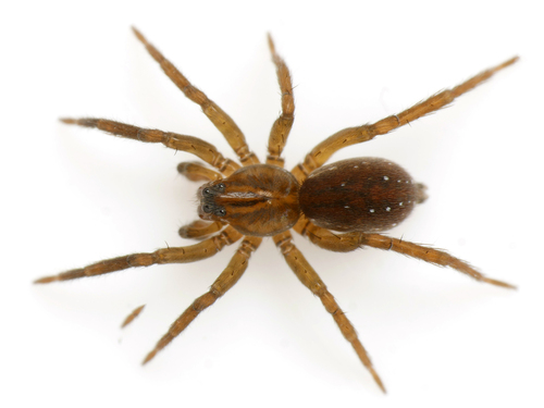 Piratula uliginosa