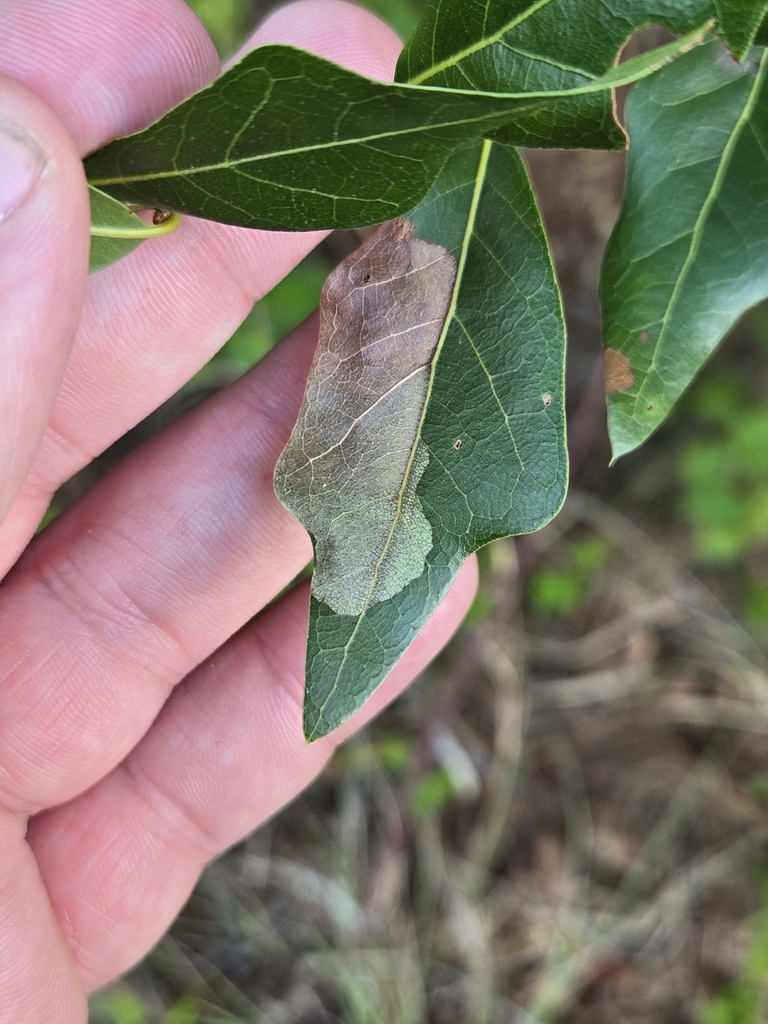 Basswood Leafminer from Keystone, FL, USA on May 4, 2024 at 05:10 PM by ...