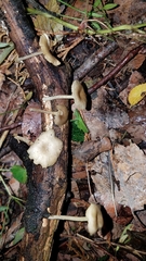 Gerronema subclavatum