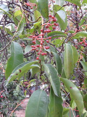 Ardisia compressa