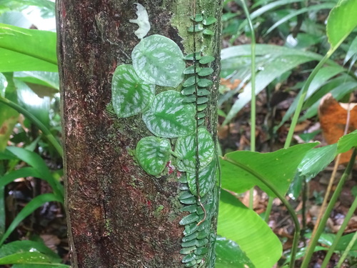 Image of Monstera tuberculata by (c) maureen_c-m, some rights reserved (CC BY)