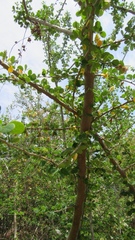 Microlobius foetidus