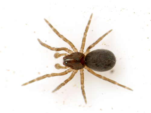 Argenna subnigra