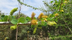 Microlobius foetidus